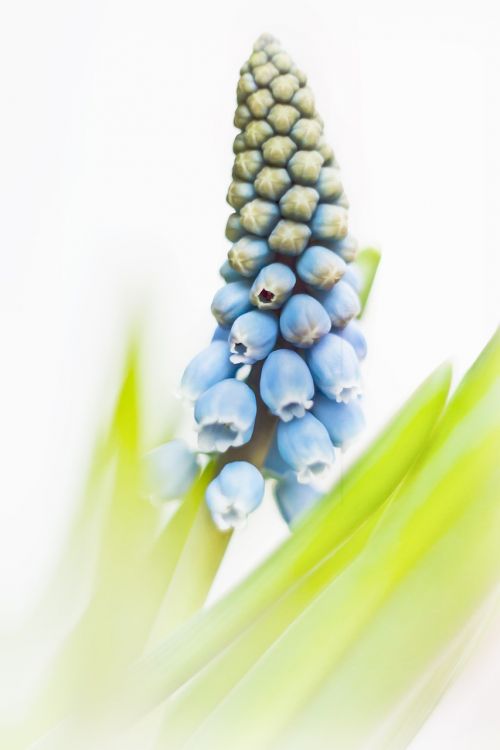 muscari blue spring