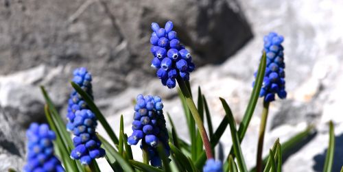 muscari blue spring flower