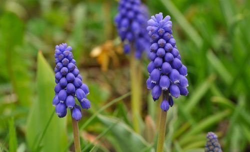 muscari flower spring flower