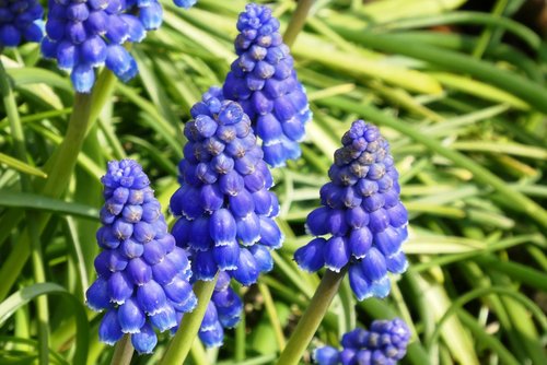 muscari botryoides  plant  flower