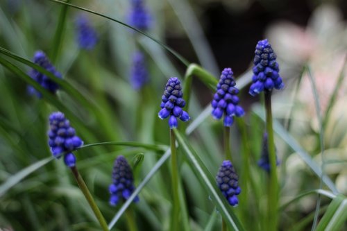 muscari botryoides  blue green  spring