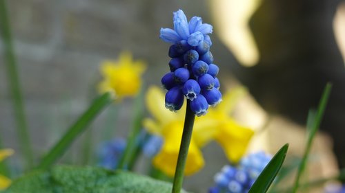 muscari botryoides  spring  bloom