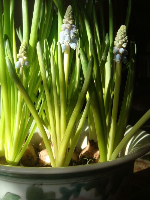muscari botryoides sunlight flower pot