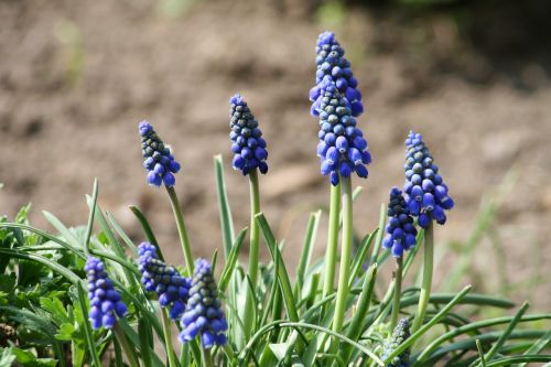 muscari neglectum flower garden