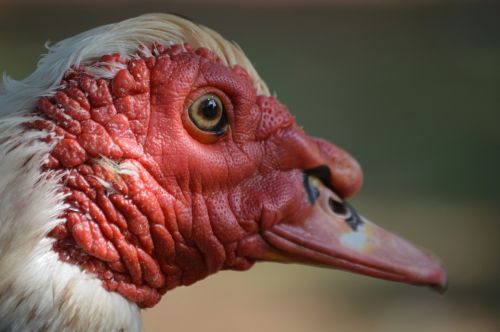 muscovy duck bird