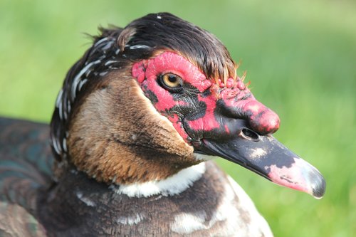 muscovy  duck  bird