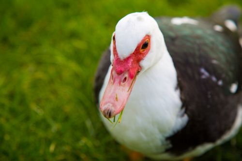 Muscovy Duck