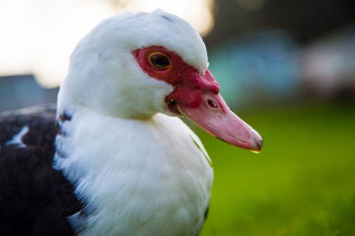 Muscovy Duck