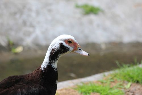 muscovy duck indoutka cairina moschata