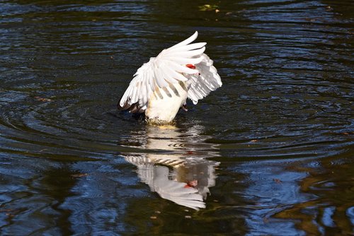 muscovy duck  duck  wing