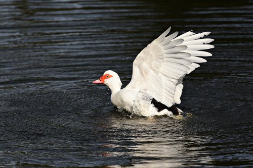 muscovy duck  water bird  water fowl