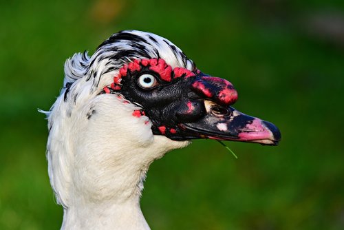 muscovy duck  water bird  animal