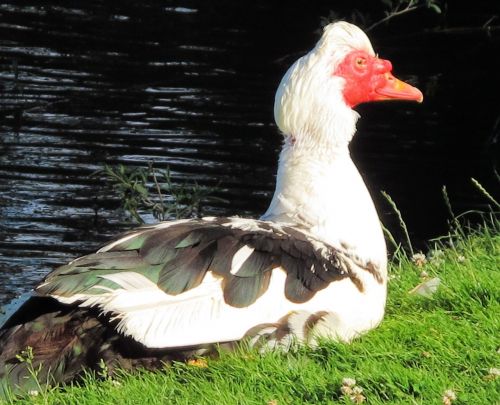muscovy duck duck animal