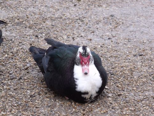 Muscovy Duck