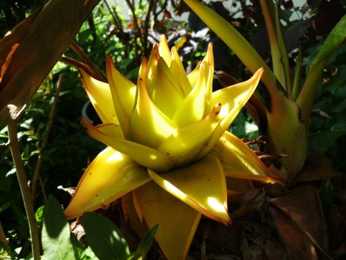 musella lasiocarpa golden lotus banana banana