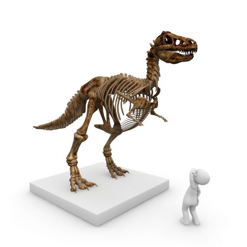 museum dinosaur t rex