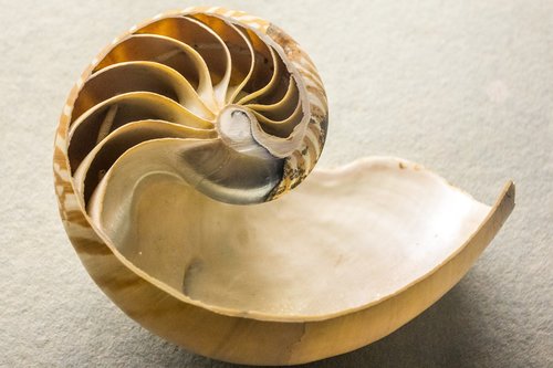 museum  shell  animal world