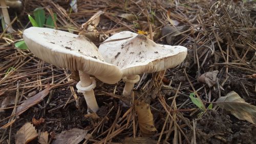 mushrooms forest autumn