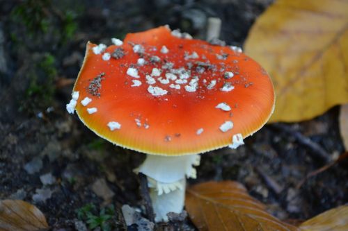mushroom toxic red