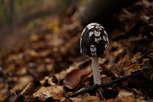 mushroom avar undergrowth