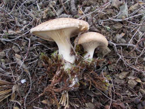 mushroom mushrooms nature