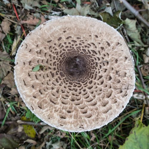 mushroom boletes ring