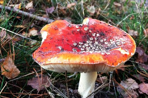 mushroom nature autumn