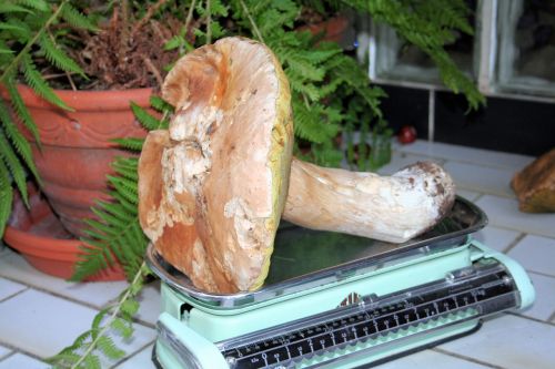 mushroom kitchen scale nature