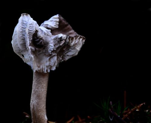 mushroom forest fungal species