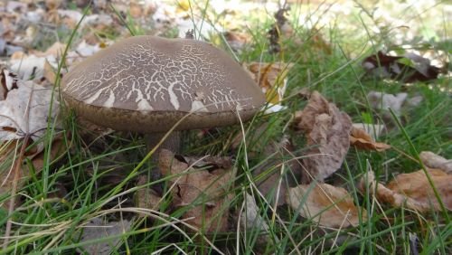 mushroom autumn nature