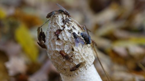 mushroom nature fly