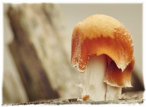 mushroom tree fungus mushrooms