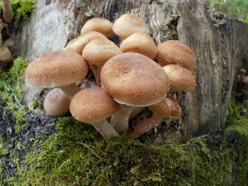 mushroom collection autumn