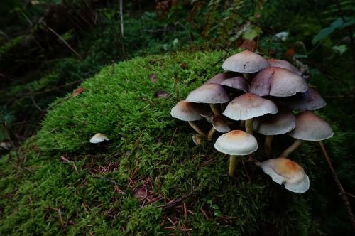 mushroom tufts of fungus sulphur heads