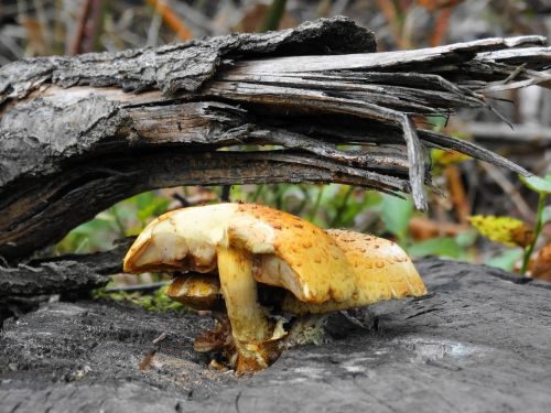 mushroom forest mushrooms