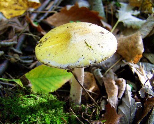 mushroom white-yellow forest