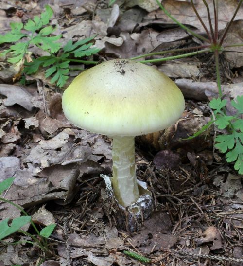 mushroom fungus death cap