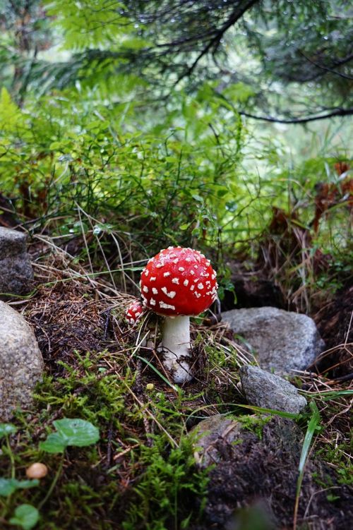mushroom forest amanita