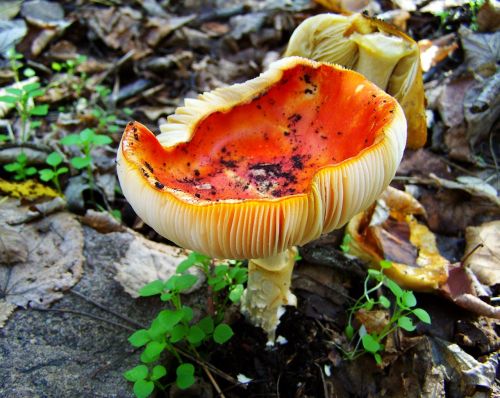 mushroom red mushroom nature
