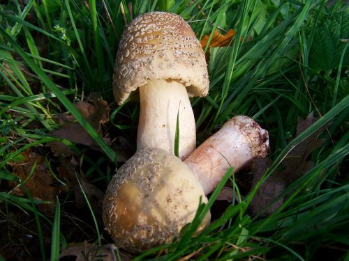 mushroom amanita phalloides nature
