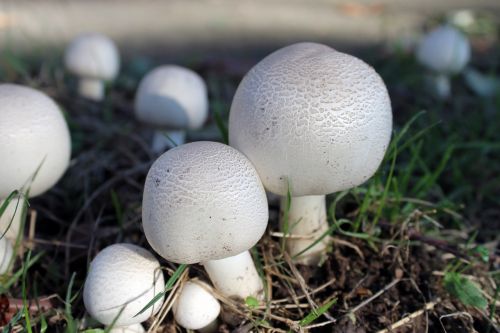 mushroom agaricus white