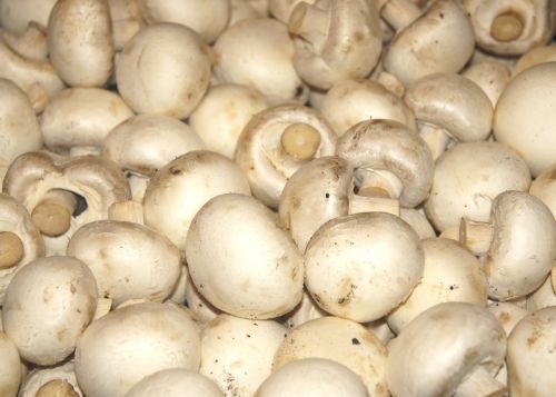 mushroom vegetables health