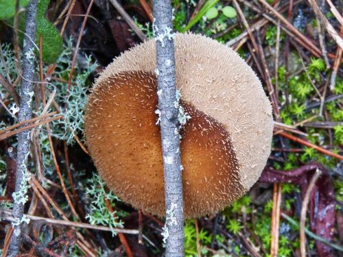mushroom moss lycoperdon perlatum