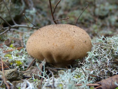 mushroom moss lycoperdon perlatum