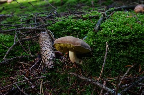 mushroom forest pine cones