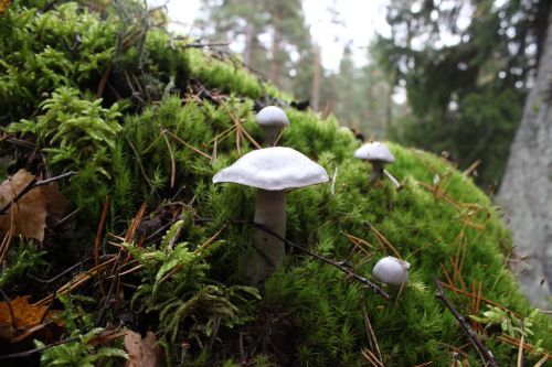 mushroom lawn white