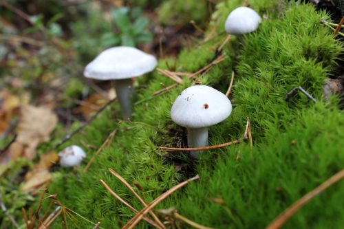 mushroom lawn moss