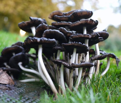 mushroom nature natural