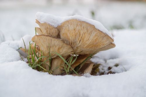 mushroom snow nature