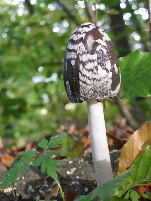 mushroom forest autumn